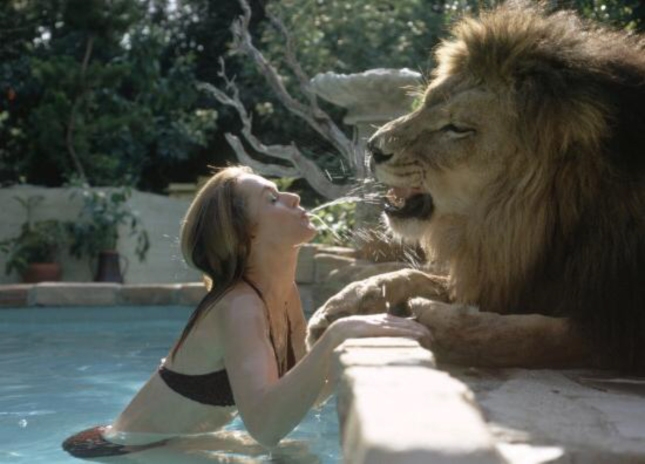 Adult Girl Tippie. Woman Now At 20. Feeding Water To Lion Named Neil
