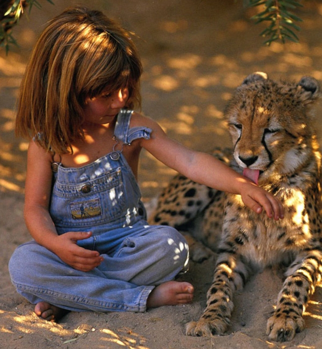 Tiger Licks Little Girl Tippi Africa