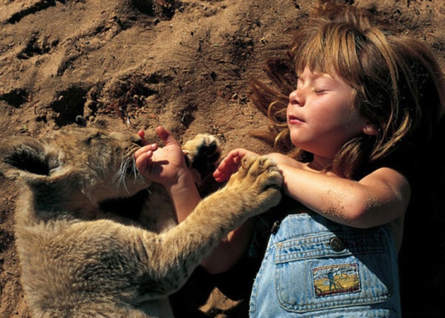 Little Girl With Sleeping Lion Cub Tippi of Africa